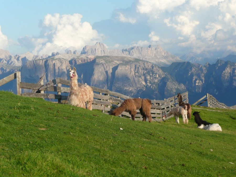 Trekking